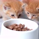 Two Little Red Ginger Striped Kittens Run Up to Bowl with Food and Start Eating Canned Cat Food for - VideoHive Item for Sale