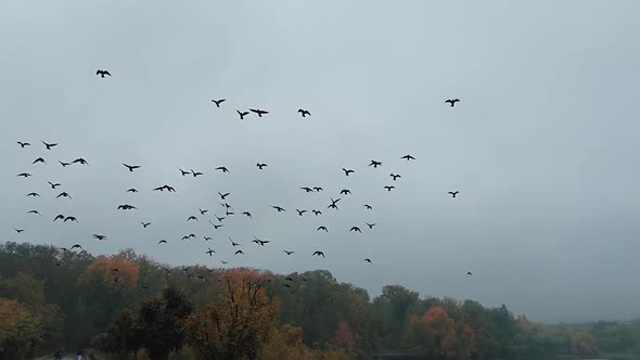 Flock of migratory birds flying over head against the cloudy autumn sky background