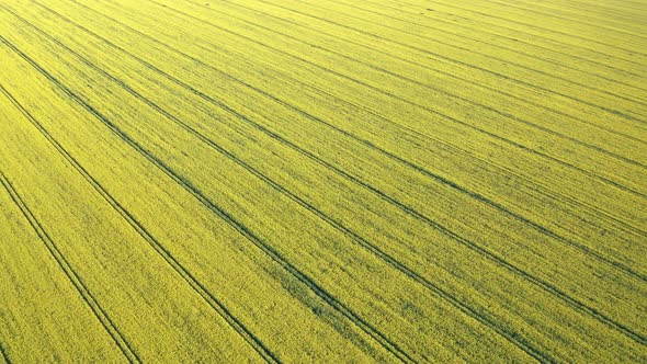 Blossoming rapeseed field alt