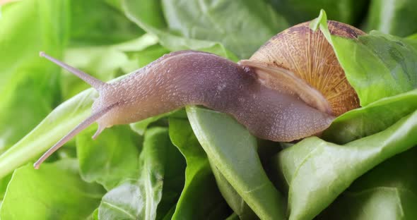 Garden snail crawling on green leaves