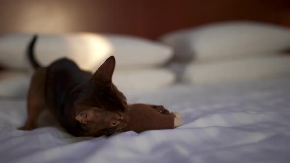 Cute Abyssinian Cat Playing with a Mouse and a Piece of Paper alt