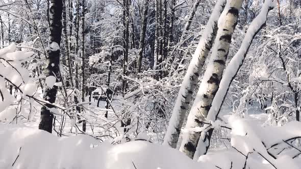 Snowy Winter Forest. Snow-covered Branches of Trees Against Blue Sky