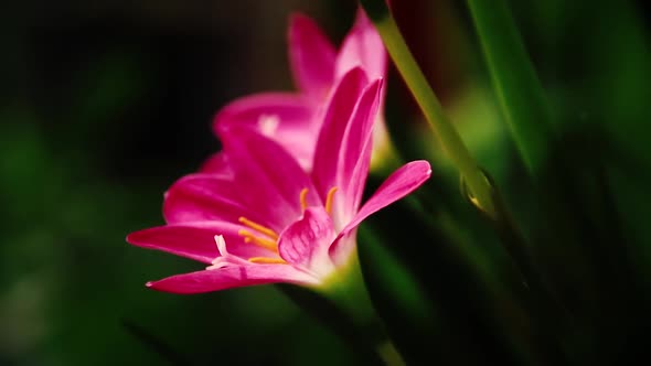 Light and shadows cast on a Zephyranthes carinata also known as rosepink zephyr lily or pink rain li alt