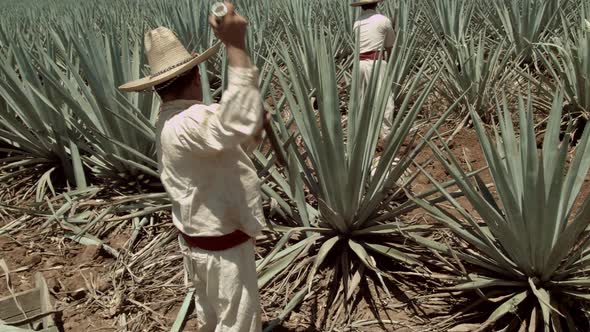 Jimador cutting agave pineapple in the city of Tequila, Jalisco, Mexico. alt