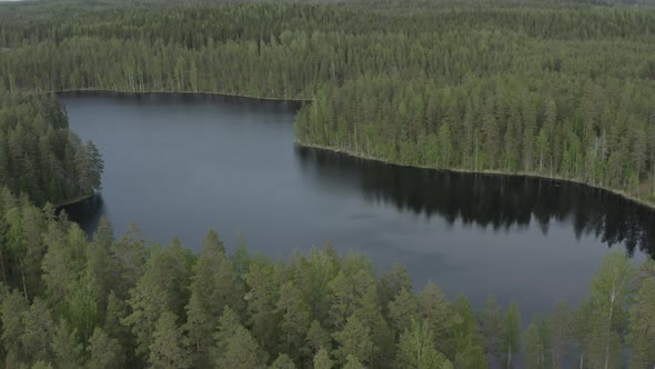 Flying above curved lake surrounded by green forest. alt