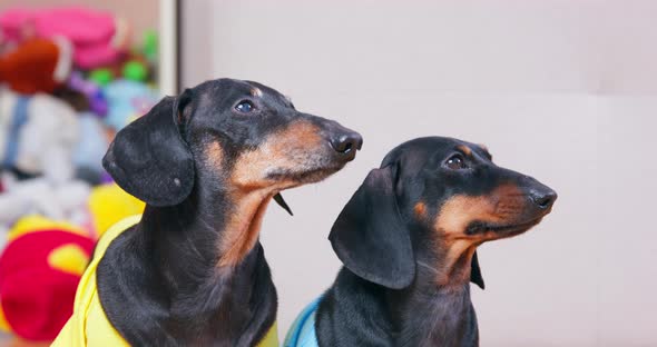 Dressed Dachshund Dogs Look Aside Running on Call of Owner