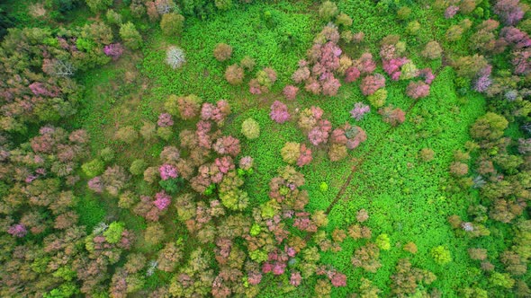 The beautiful pink flowers of the Prunus cerasoides in the forests of Thailand. alt