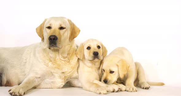 Yellow Labrador Retriever, Bitch and Puppies on White Background, Normandy, Slow Motion 4K alt