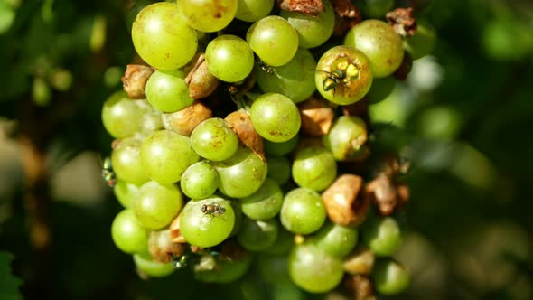 Ripe Grapes and Ripeness in Viticulture, White Wine and Common Green Bottle Fly Lucilia Sericata