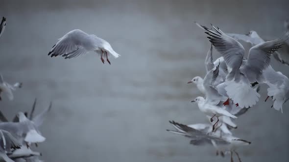 Flock of white seagulls flying away alt
