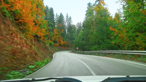  Drive a Car in the Forest 