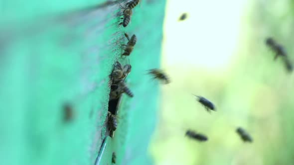 Bee Colony Flying Around Beehive