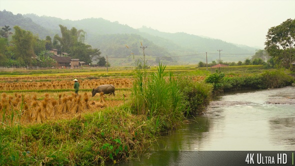 4K Farming on a Rice Terrace in the Scenic Rural Countryside of Northern Vietnam alt