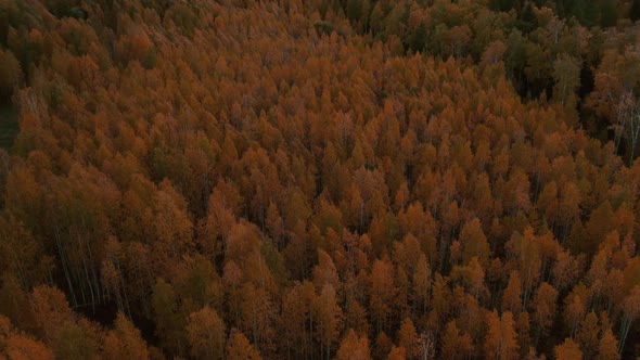 Autumn yellow forest in Ural