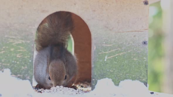 Closeup Portrait of Squirrel