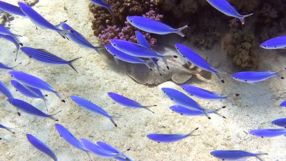 Panther Electric Ray in Red Sea, Egypt. Shoall of bright striped blue tropical fish.