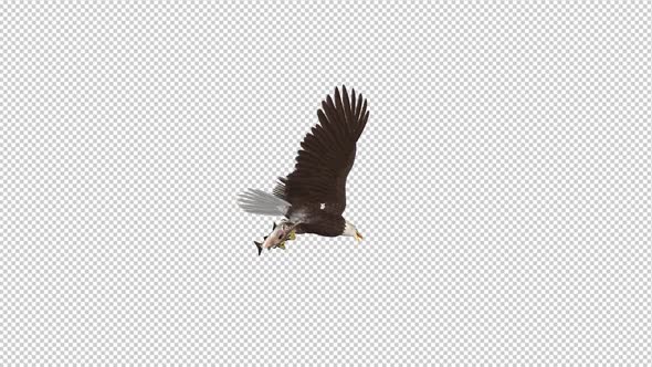 Bald Eagle with Salmon Fish - 4K Flying Loop - Down Angle