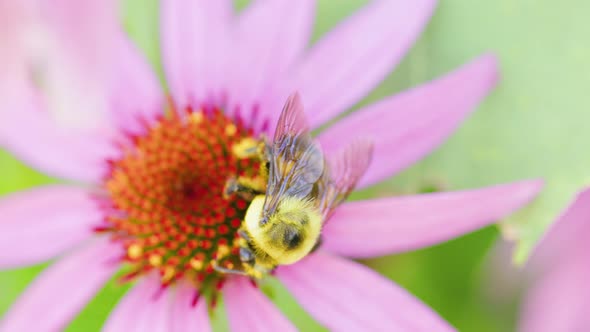 Large carpenter bee pollinates a pretty red and pink flower in the summmer or spring time. Shot in 4 alt