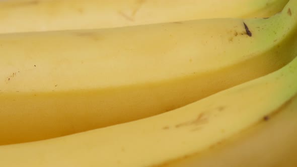 Banana fruit bunch in a row 4K 2160p 30fps UltraHD tilt footage - Musa acuminata and Musa balbisiana alt