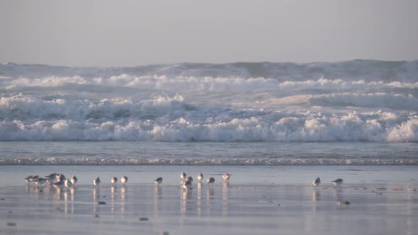Ocean Waves and Sandpiper Birds Run on Beach Small Sand Piper Plover Shorebird
