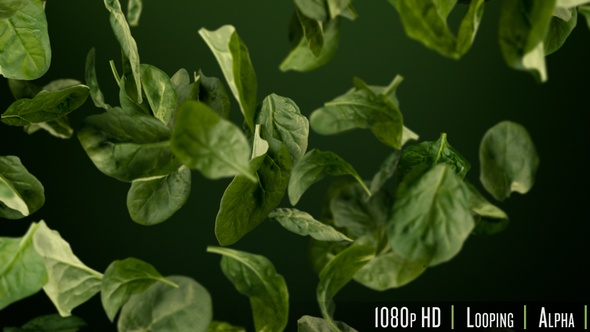 Fresh Healthy Green Spinach Leaves Tumbling Looping Background alt