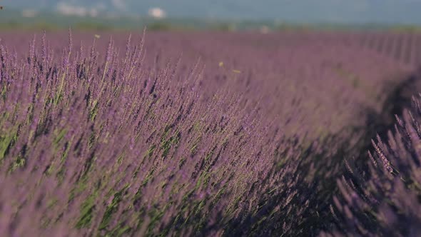 Row of lavender field at summer in Plateau de Valensole, Provence France alt