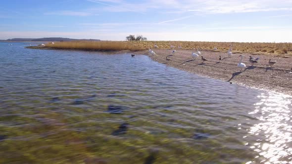 Camera Flying Low Over A Group Of Swans End In Total Shot Of The Island And sea