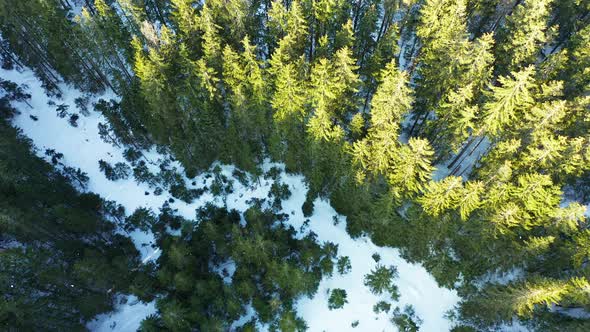 Aerial forward top-down over snowy conifers woods, Tatry mountains. Carpathians alt