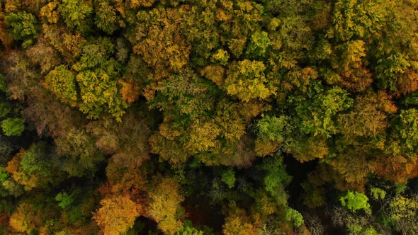 drone flight over beautiful autumn colored forest with rotating camera alt