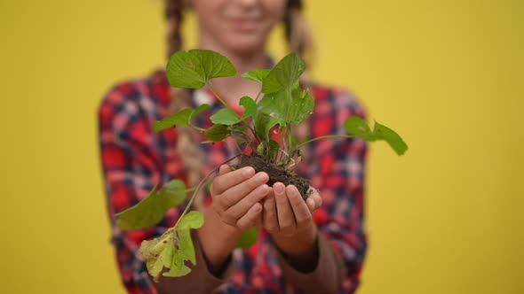 Closeup Green Herb in Female Adolescent Caucasian Hands at Yellow Background alt