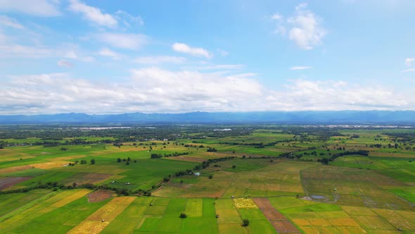 4K Aerial view of agriculture in rice fields for cultivation. alt