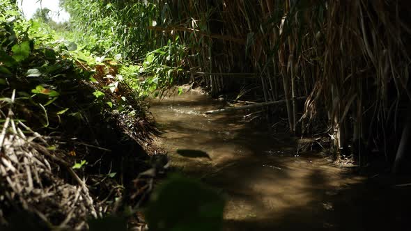 Stream with Clear Water Running in Summer Green Forest