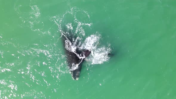 Aerial view of southern right whale close to beach, Western Cape, South Africa. alt
