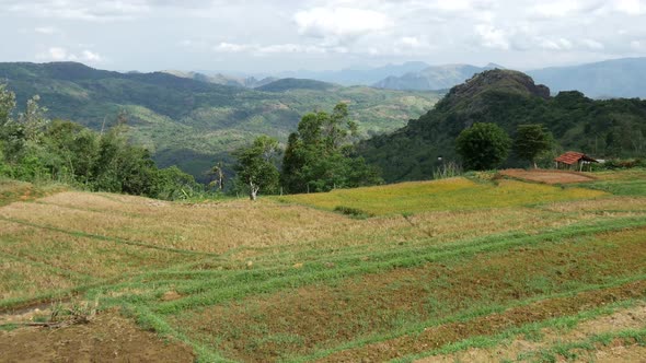 Tilt from a rice terrace in Central Province, Sri lanka alt