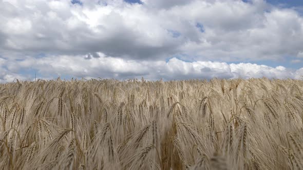 field of ripened wheat against the sky in Ukraine