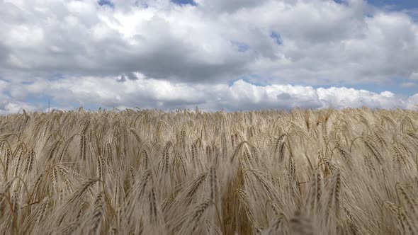 field of ripened wheat against the sky in Ukraine