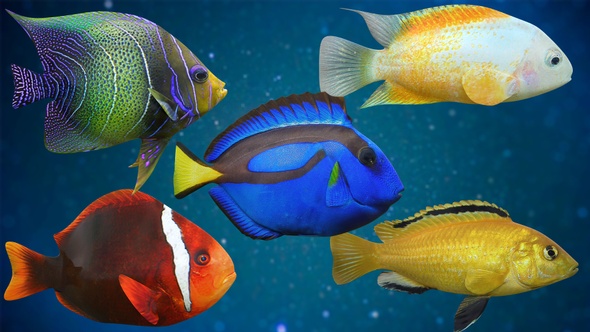 5 Fishes Pack V03, Motion Graphics | VideoHive