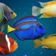 5 Fishes Pack V03 - VideoHive Item for Sale