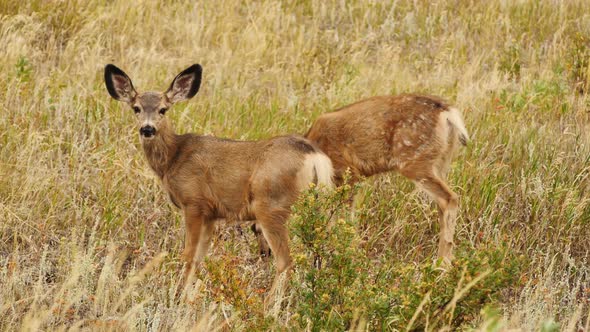 White-tailed deer scratches head with its hoof alt