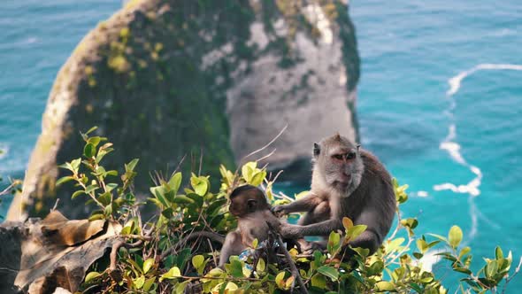 A Wild Monkey Sits on the Mountain Kelingking Beach on Nusa Penida Island in the Background