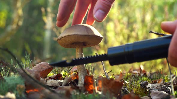 A Mushroom Picker Cuts a Mushroom with a Knife in the Forest alt