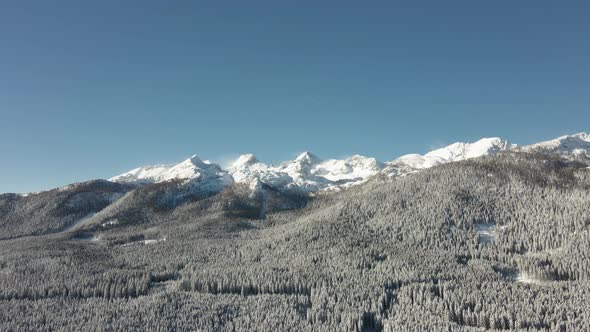 Pokljuka in Triglav National Park, snow-covered forest; Slovenian Alps alt