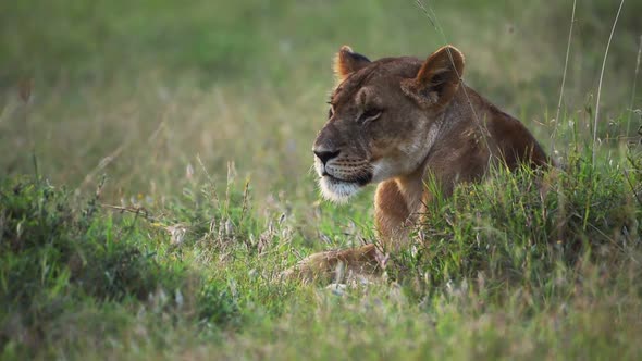 Lioness resting on a grassland in the Kenyan savannah, Africa alt