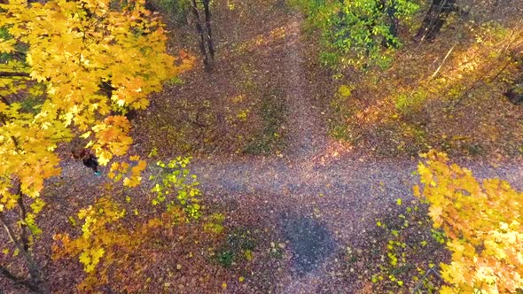 Young Girl and American Staffordshire Terrier Running Canicross in Autumn Wood alt