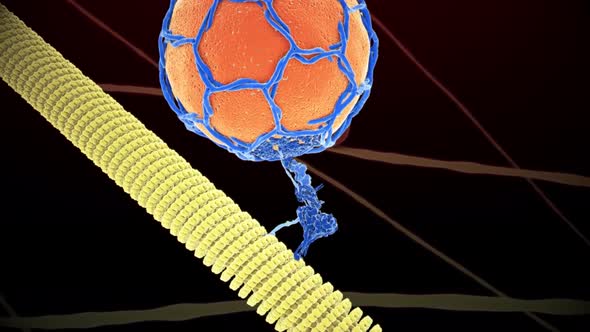 Dynein is a family of cytoskeletal motor proteins that move along microtubules in cells alt