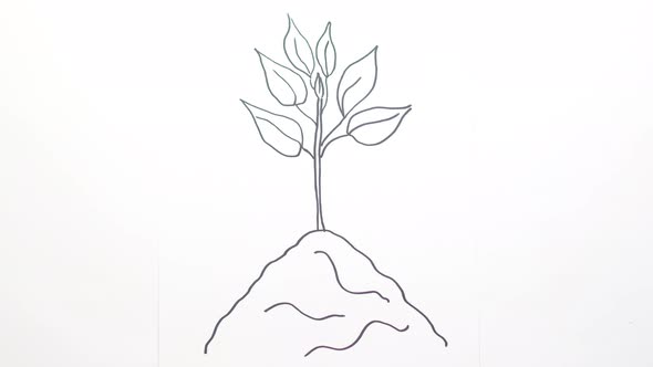 Time lapse drawing seedling grows out of the soil. alt