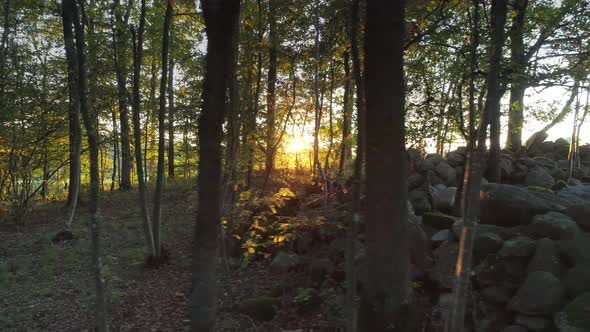 Drone Shot Flying in Forest at Sunset
