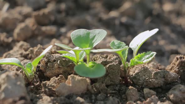 Young radish plants in the garden close up slide shot. Organic radish cultivation