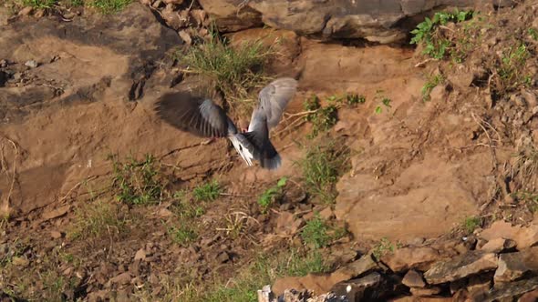 Cape Turtle dove, Streptopelia capicola, Pair in courtship display, in Flight alt