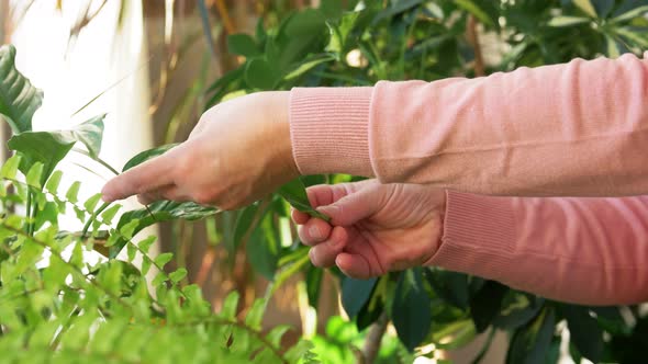 Senior Woman Takes Care of Houseplant at Home alt